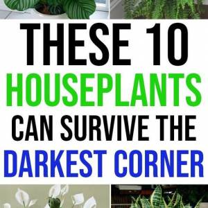 10 Houseplants That Can Survive Darkest Corner of Your House