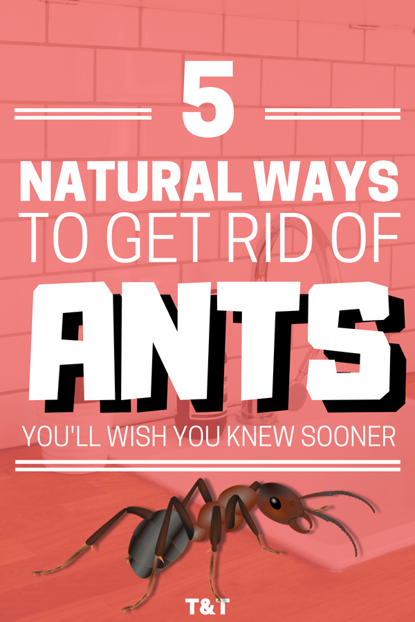 How to Get Rid of Ants in the House Naturally - How to get rid of ants