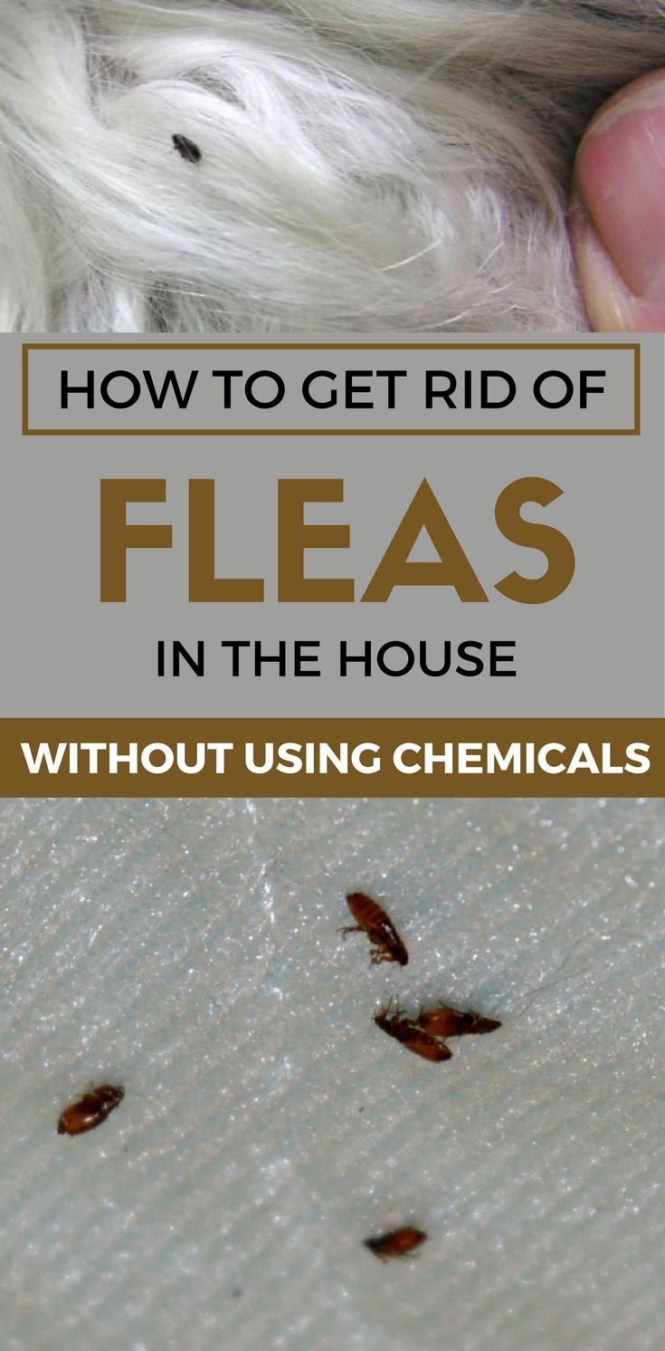 how do i get rid of fleas