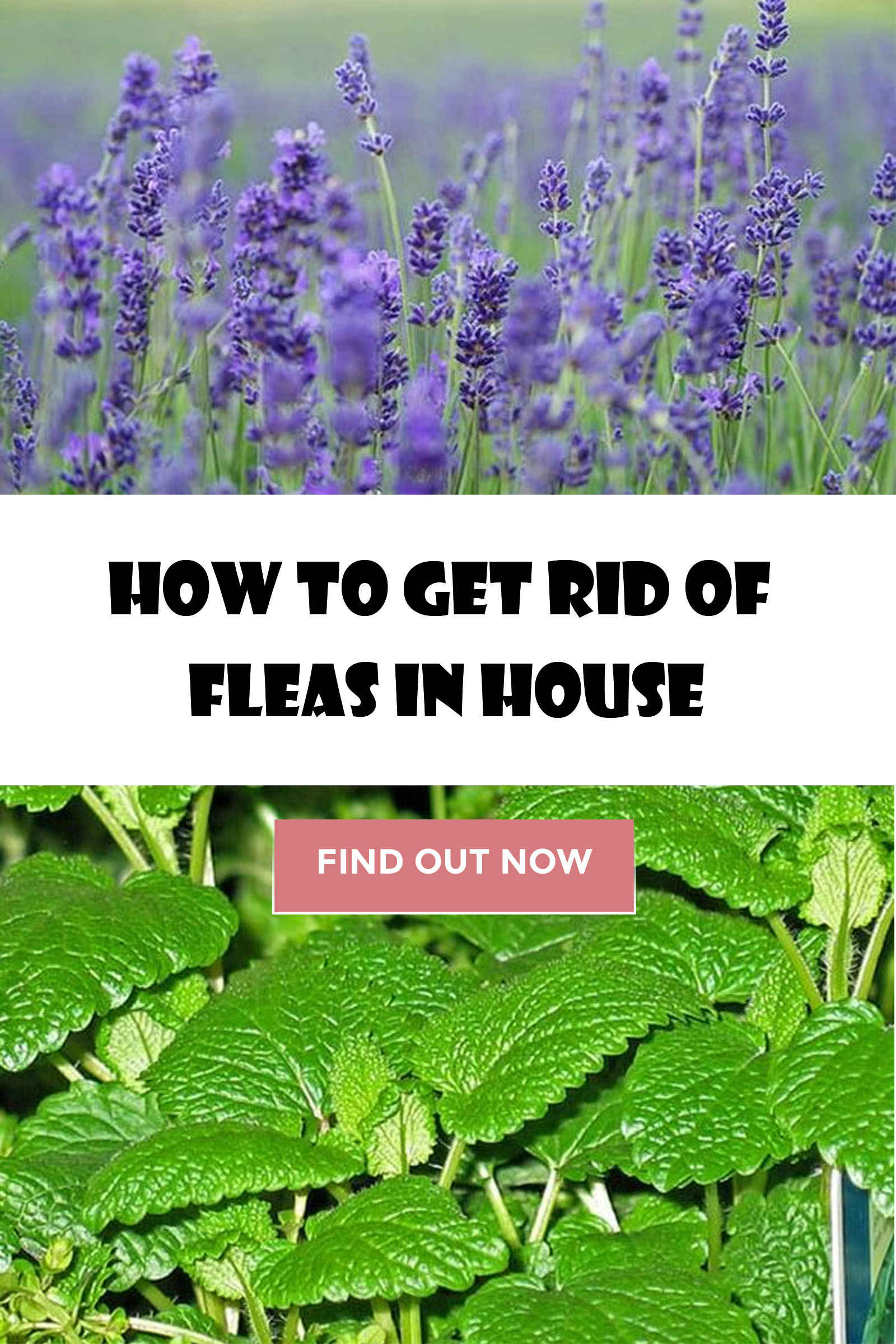 How to get rid of fleas in house, yard and pets.