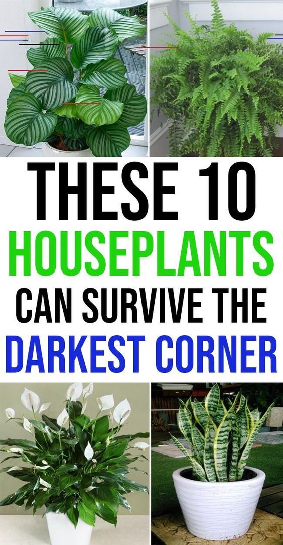 10 Houseplants That Can Survive Darkest Corner of Your House